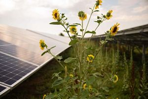 Sun flowers growing in between solar panels on the ground.