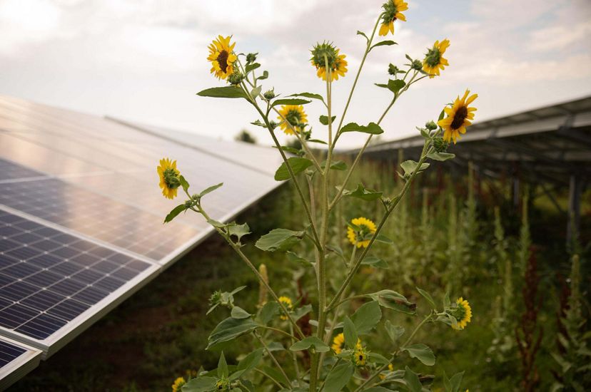 Sunflowers growing tall in between a solar array.
