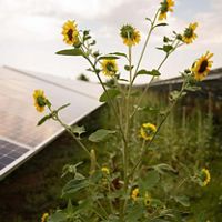 Sunflowers growing tall in between solar panels.