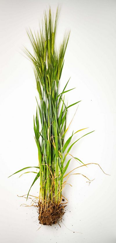 Displayed against a plain white background is a long barley plant with lush green shoots and a root ball covered in soil
