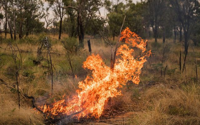 Llamas de fuego arden en un foco en el bosque.