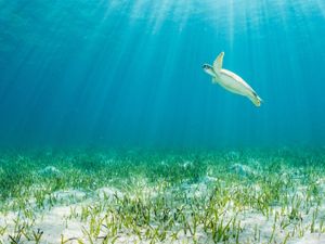 Green turtle in seagrass meadow in the Bahamas