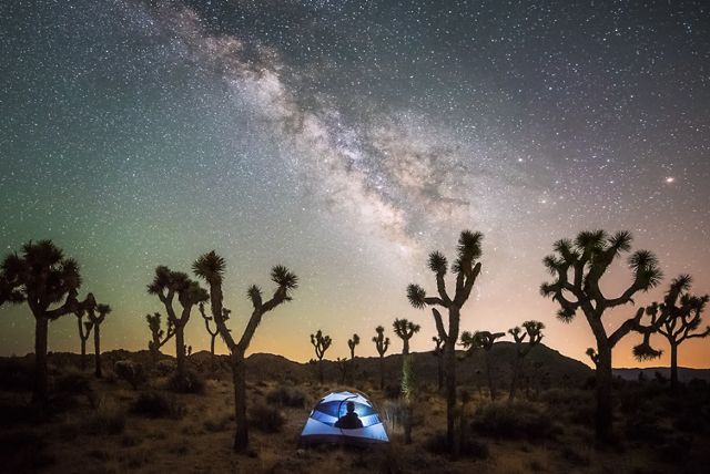Joshua Tree at night with a person in a tent.