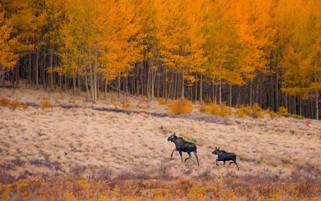 Two moose walk into an autumn forest.