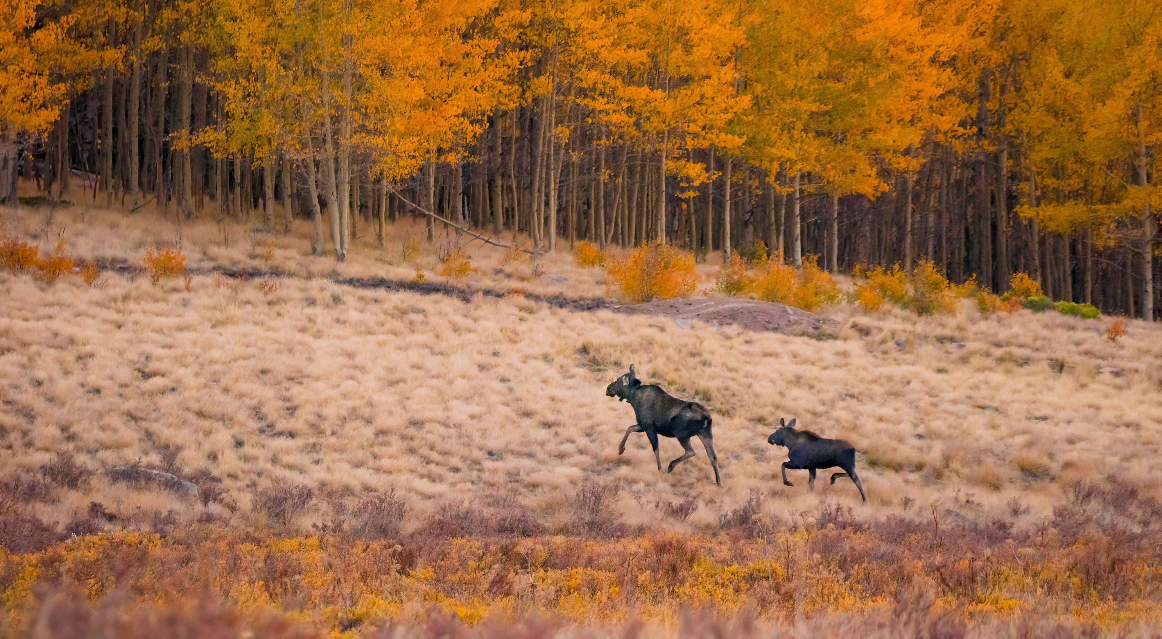 A mother moose walks with her baby into an autumn forest.
