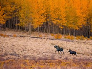 A mother moose walks with her baby into an autumn forest.