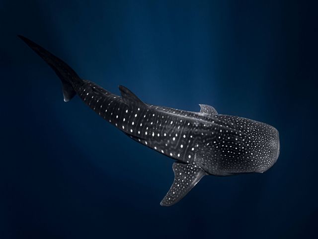 Un solitario tiburón ballena hace una aparición en mar abierto