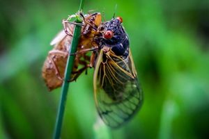 A cicada with bulging red eyes emerges from its shell. The empty brown husk is attached to a tall stem of grass.