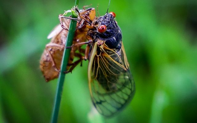 A cicada with bulging red eyes emerges from its shell. The empty brown husk is attached to a tall stem of grass.
