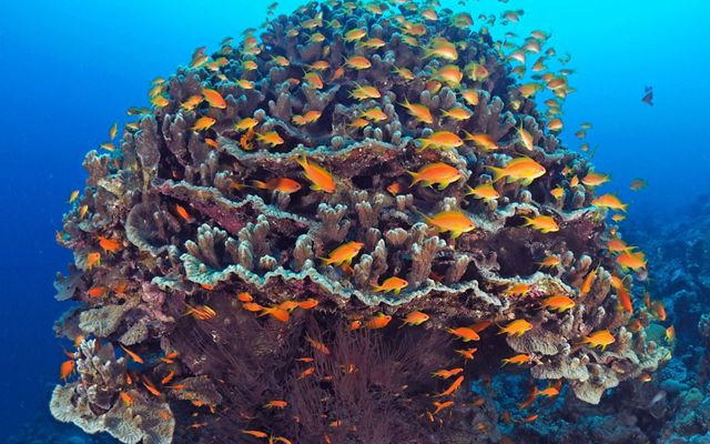 Una vista submarina de un gran arrecife de coral, rodeado de peces de color naranja brillante.