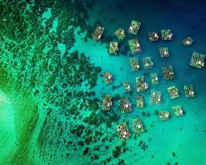 a pulled-back aerial view of a coastline with aquaculture structures in the water