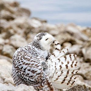 A snowy owl preens on the rocks by the water during the winter. 