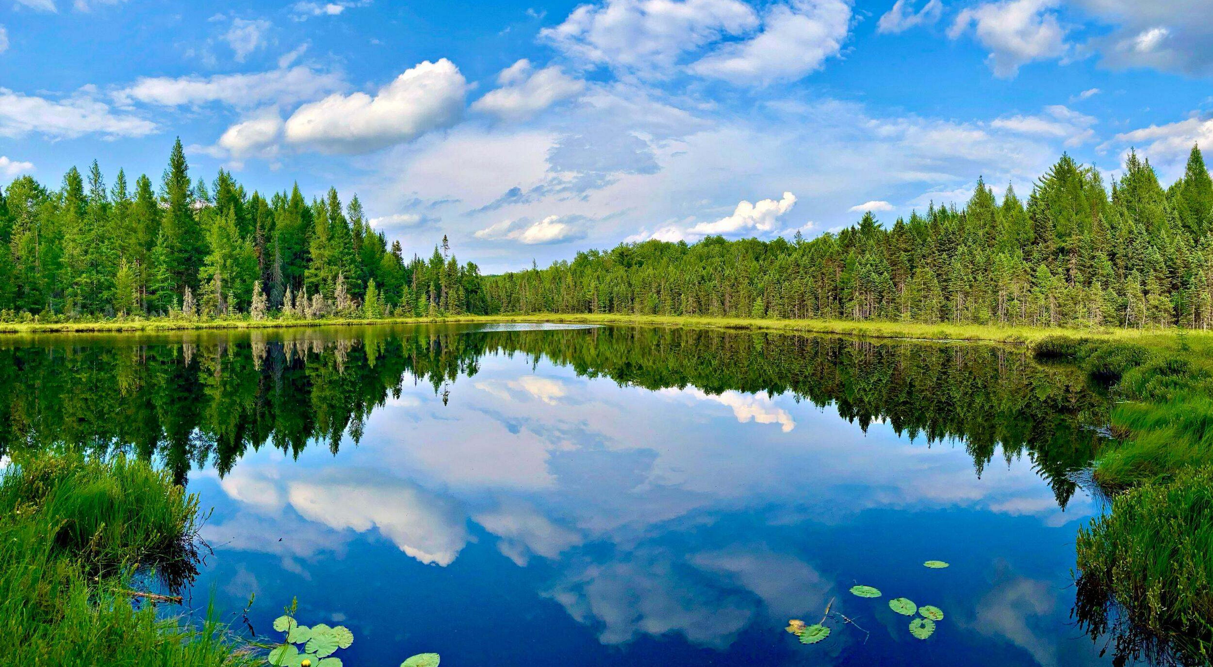 Evergreen trees bordering a lake that is reflecting a bright blue sky with white clouds.