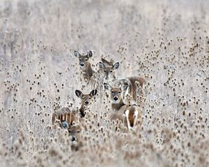 Deer spotted on a cold morning in Kentucky. 