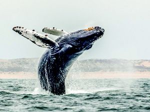 Breach! // A humpback whale breaches from the waters of Monterey Bay.  The overcast conditions that we often experience during the summer create perfect conditions for photographing marine mammals.  The harsh contrasts are gone and the camera can capture superb detail.  August 2018