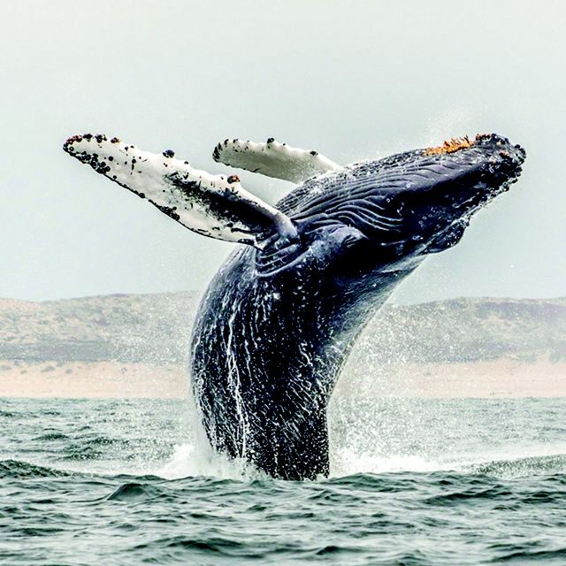 A humpback whale breaches from the waters of Monterey Bay. 