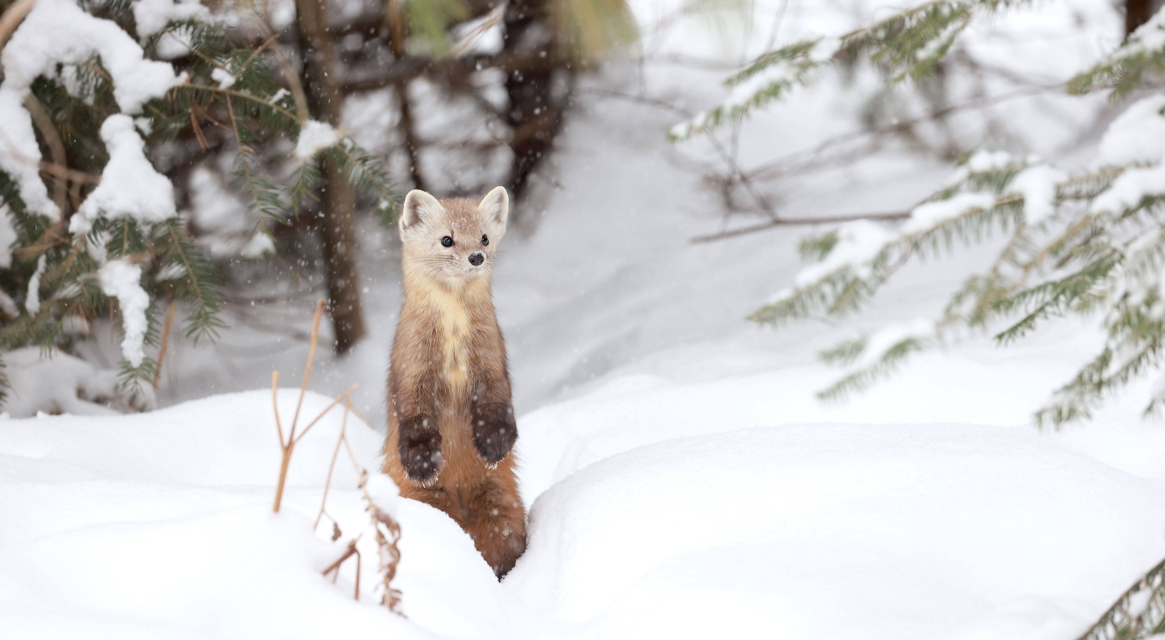 an American marten standing in the snow.