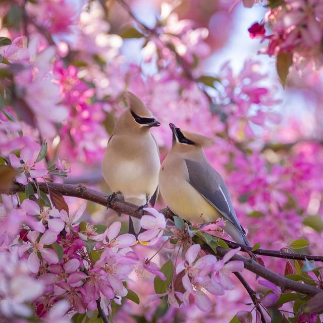  A male cedar waxwing offers his mate some fresh petals from a crab apple tree.