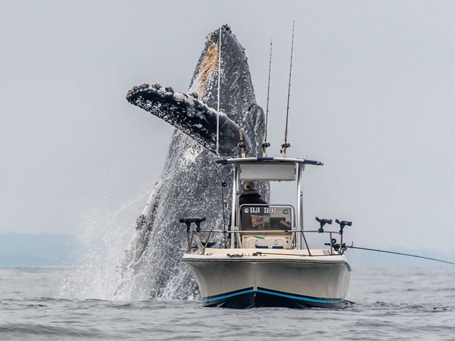 A whale breaches extremely close to a fishing boat in Monterey Bay.