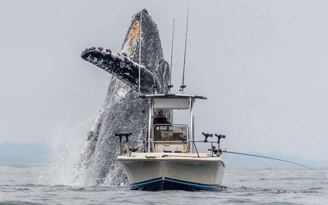 A whale breaches extremely close to a fishing boat in Monterey Bay.