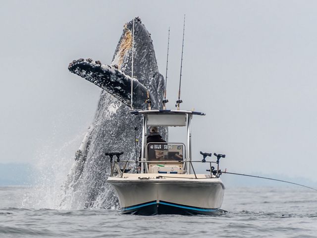 A whale breaches extremely close to a fishing boat in Monterey Bay.