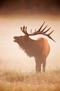 A foggy silhouette of a bull elk bugling on a frigid morning in Great Smoky Mountains National Park.  