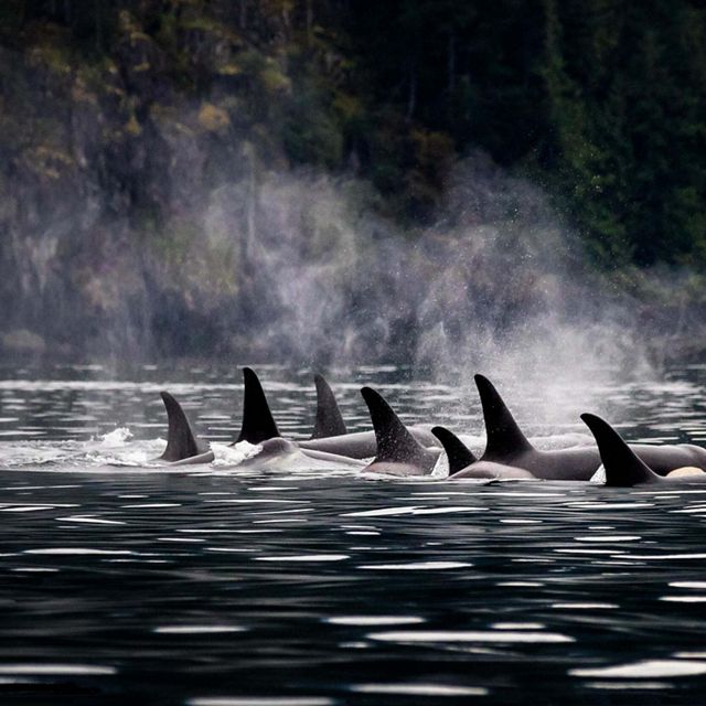 A group of orcas swim together in dark water. Mist floats above them as they surface. 