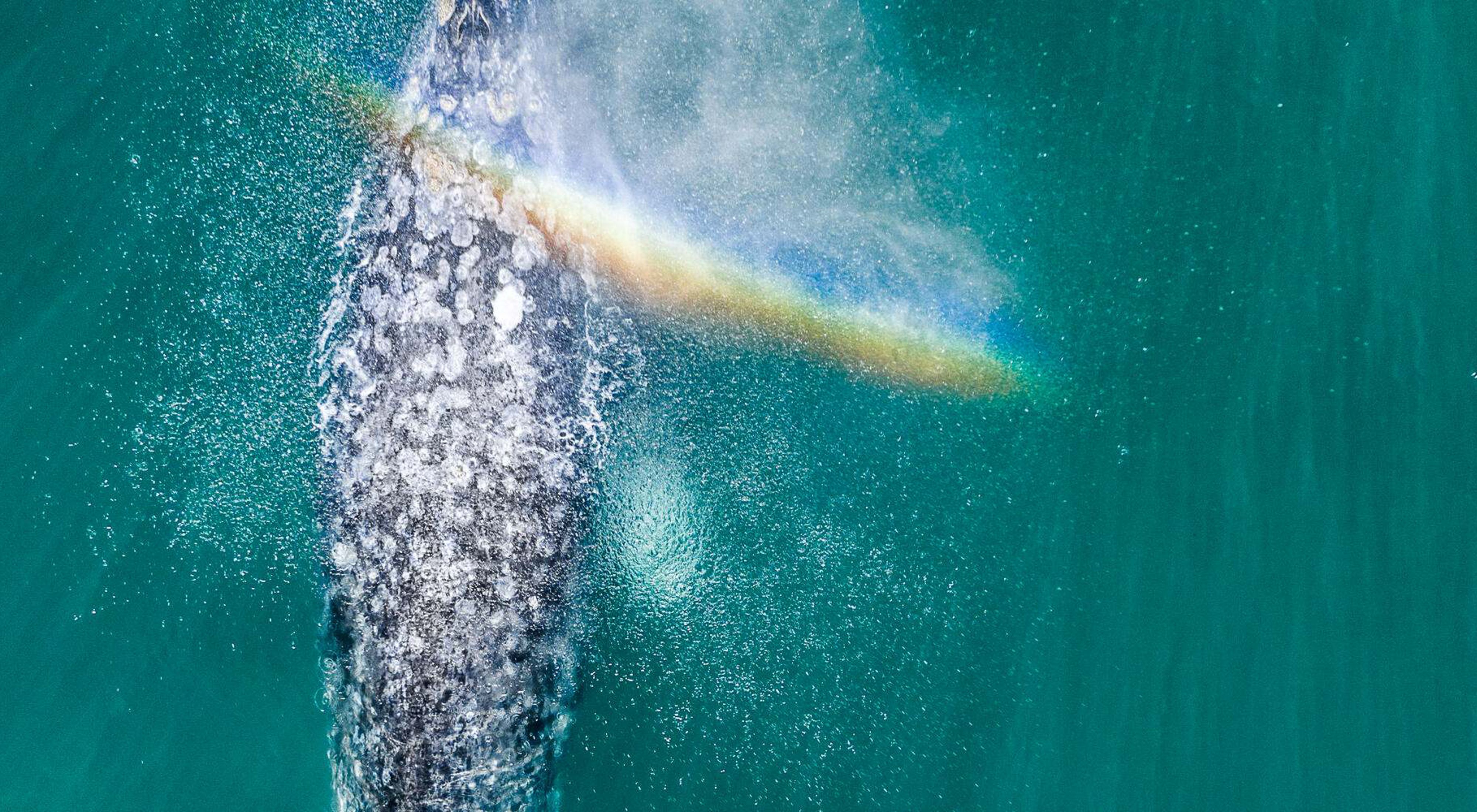 a gray whale blowing mist that has created a rainbow.