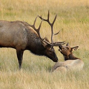 Elk with calf