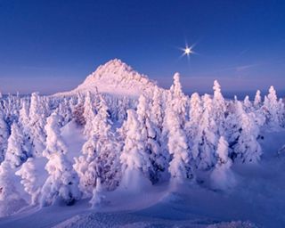 Snow covered trees with a snowy mountain.