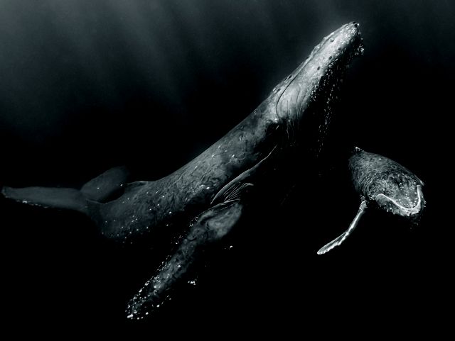 Black and white underwater photo of an adult female whale swimming with calf.