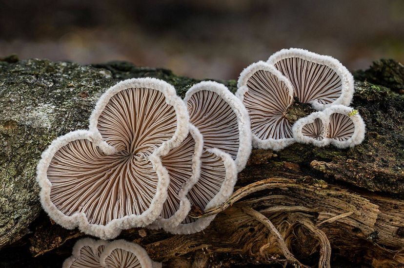 Cuatro hongos en forma de abanico con delicadas branquias se posan sobre un tronco podrido.