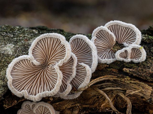 Cuatro hongos en forma de abanico con delicadas branquias se posan sobre un tronco podrido.