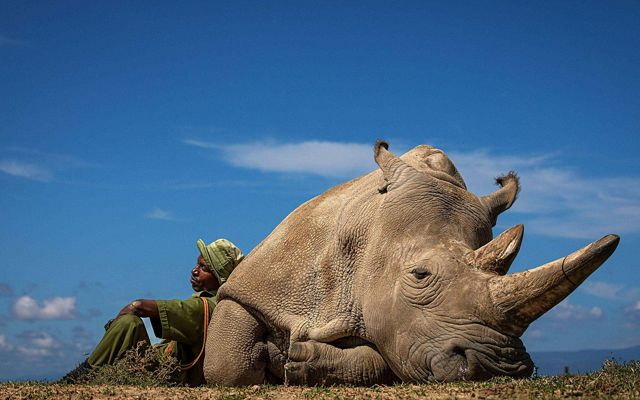 Rhino caretaker rests against white rhino. 