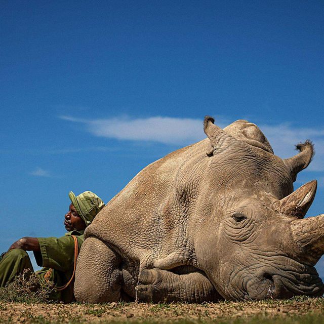 Man resting on white rhino. 