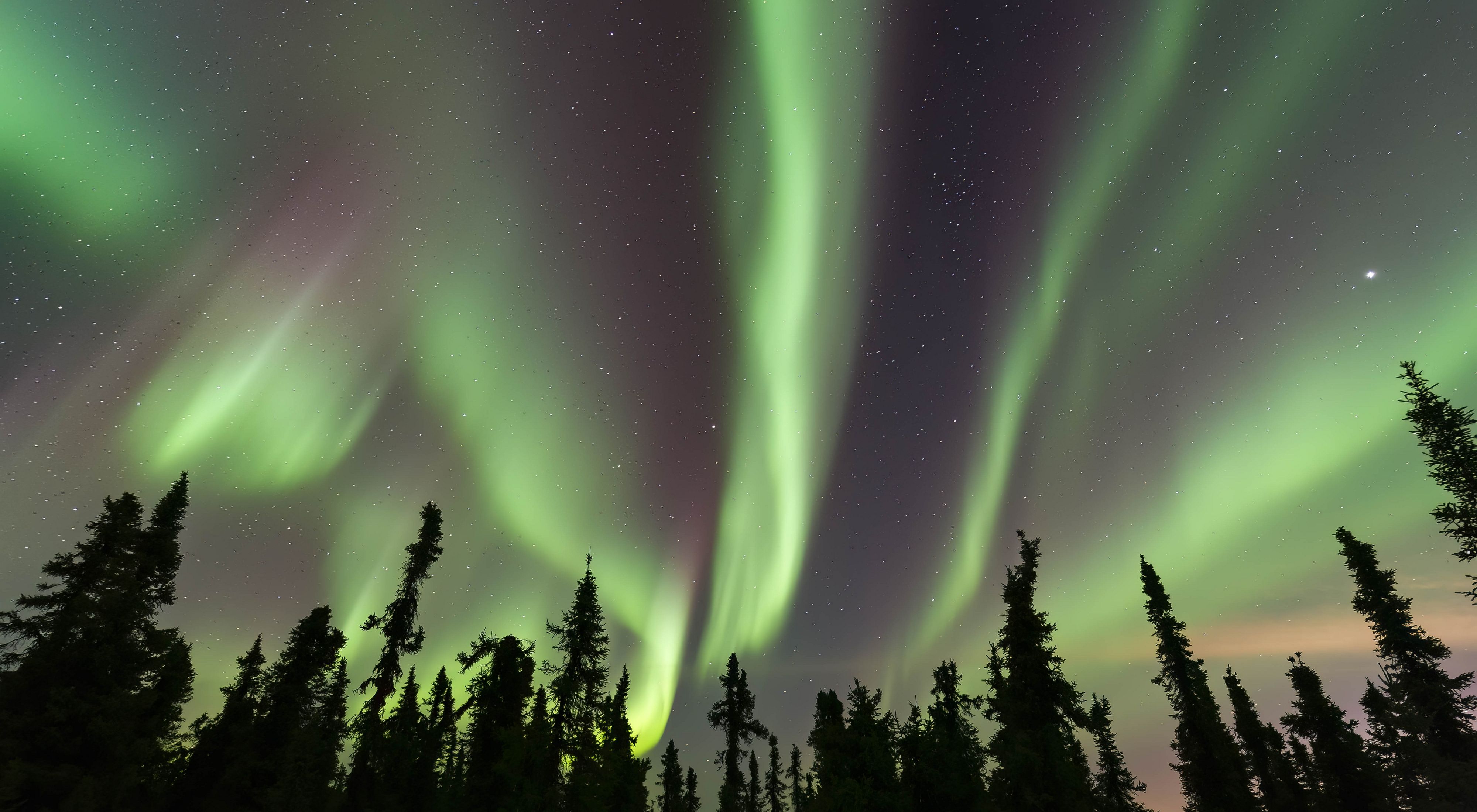 Northern lights of green and purple shine over trees at night.