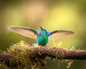 a hummingbird with green, blue and purple feathers that shimmer like metal spreads its wings while perched on a mossy branch.