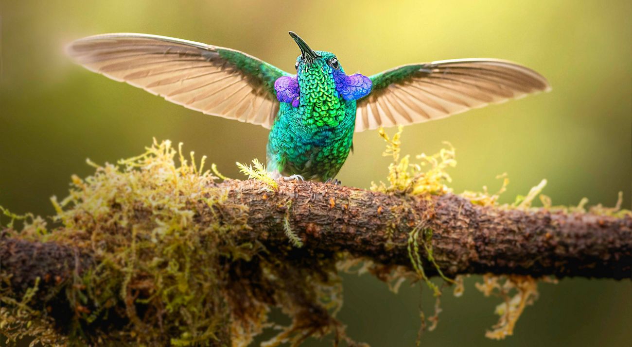 Un colibrí con plumas verdes, azules y púrpuras que brillan como el metal extiende sus alas mientras está posado en una rama cubierta de musgo.