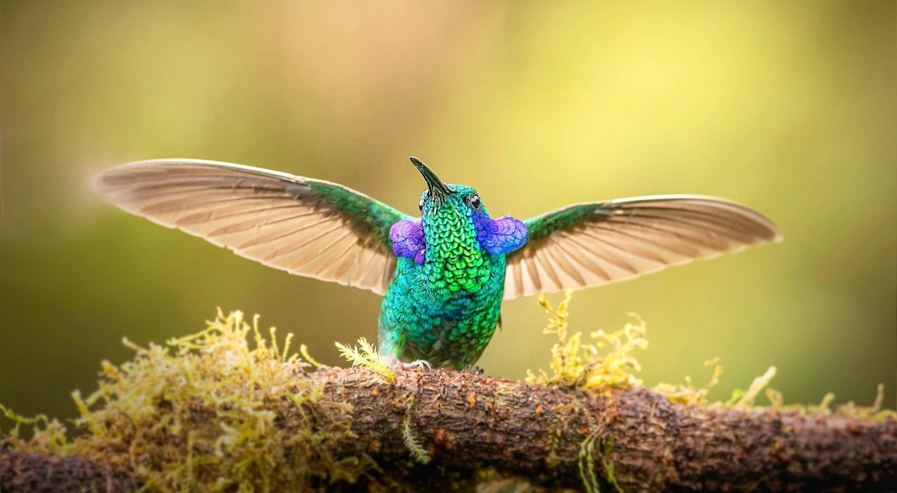Um beija-flor com penas verdes, azuis e roxas.