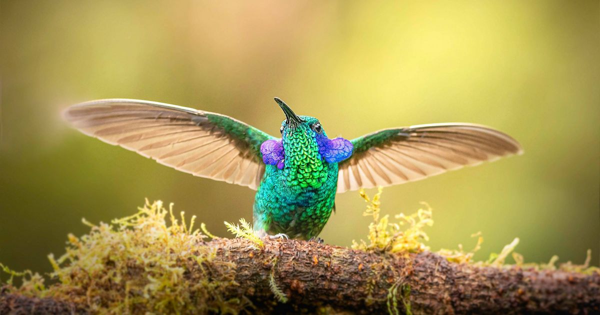 Biodiversity 101: What you need to know about the variety of life on Earth