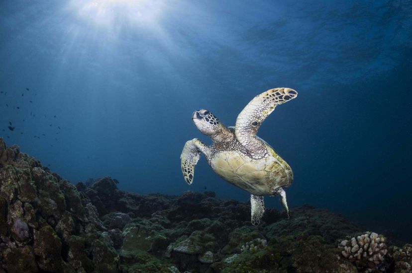 A sea turtle swims above a coral reef. Sunlight filters through the surface of the ocean above.