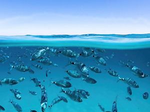 A split-shot at the water's surface with clear skies above and dozens of silver medium-sized porgy fish swimming through clear blue water below.