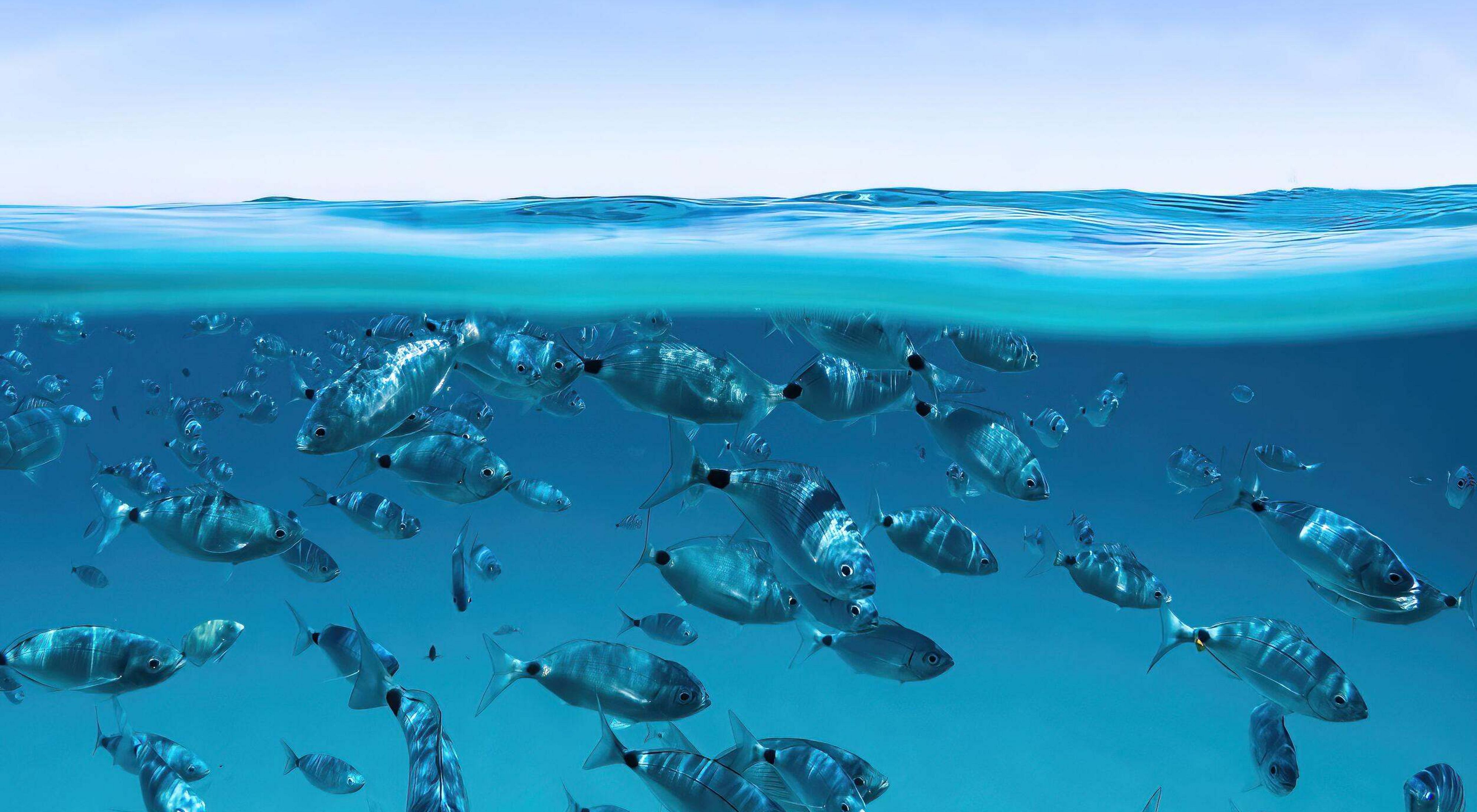 A split-shot at the water's surface with clear skies above and dozens of silver medium-sized porgy fish swimming through clear blue water.