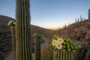 A few flowering cacti in the desert.