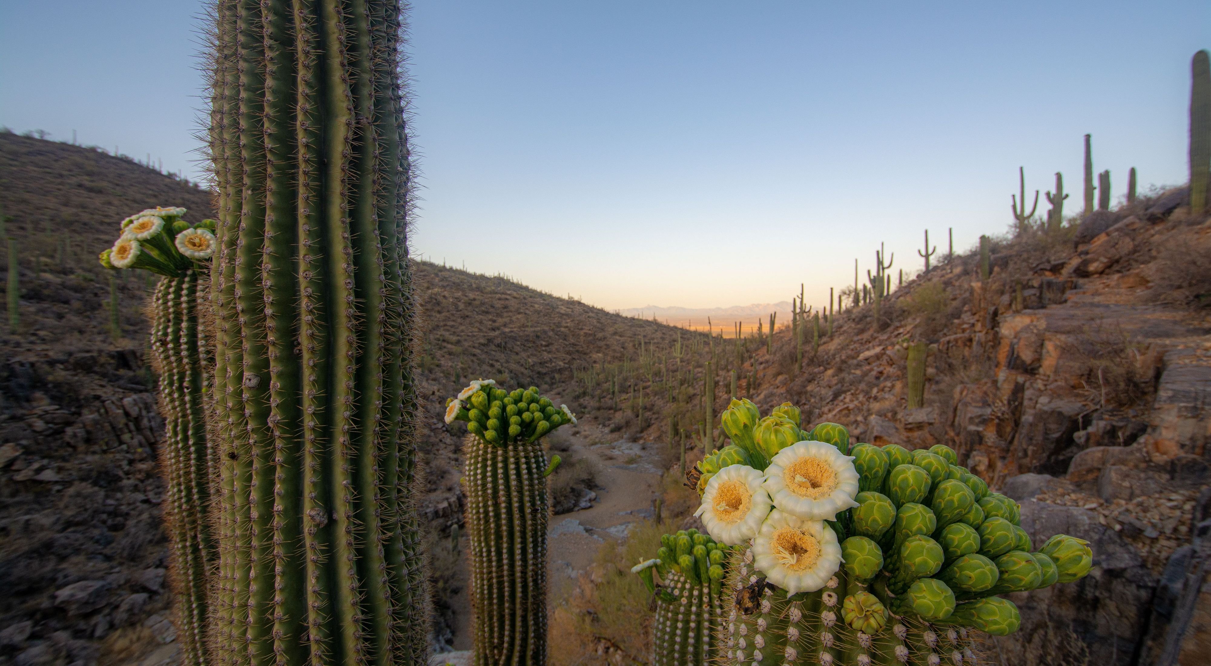 View of a mountain in pre-dawn light with saguaros in the background and several blooming saguaros in the foreground.