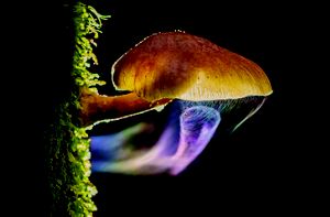  A fungi in the dark with fluorescent light swirling below it.