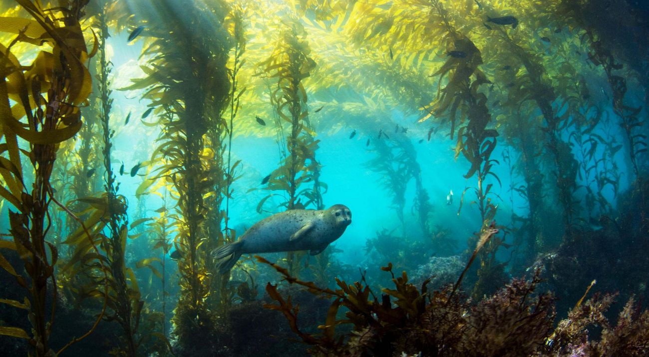 Seal swims through kelp forest.