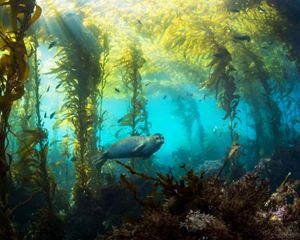Harbor seal swims through kelp forest.