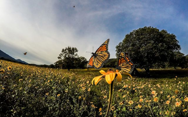 Dora la Exploradora recorre Latinoamérica: México. Imagen de mariposa monarca en prado.
