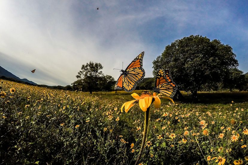 Dora la Exploradora recorre Latinoamérica: México. Imagen de mariposa monarca en prado.